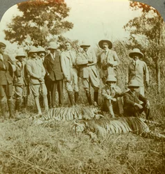虎狩り、クーチベハール、西ベンガル、インド、c1900年代。