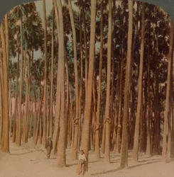 Toddy palms 100 ft。100 ft。、Pagan、Burma、1907。アーティスト：Elmer Underwood、Bert Elias Underwood。