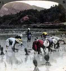 1904年、日本の水田に田植え。