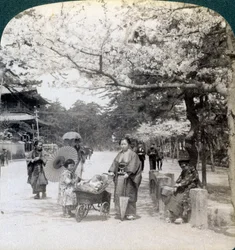 桜の下で、東京都芝公園の大通りに沿って北東を眺める（1904年、東京）
