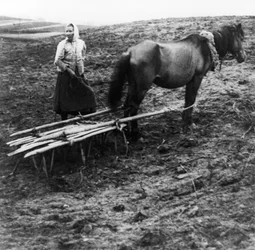 革命前ロシアのヴォルガ川沿いにあるボロノヴォ村の農場で、馬が土を耕す農民の女性、1900年。