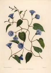 Clustervine、Jacquemontia pentanthos（Convolvulus pentanthus）