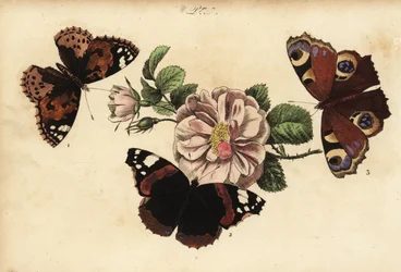 ヒメアカタテハ、Vanessa cardui 1、アカタテハ、Vanessa atalanta 2、クジャクチョウ、Aglais io 3