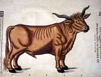 Conrad GesnerのHistoria Animaliumからの牛肉、Tiguri 1560年。Biblioteca nazionale Braidense.ミラノ