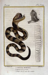 ガラガラヘビ。博物学者ビュフォン伯爵ジョルジュ・ルイ・ルクレール（1707-1788）の「ビュフォンの著作」の自然史編からの抜粋。19世紀