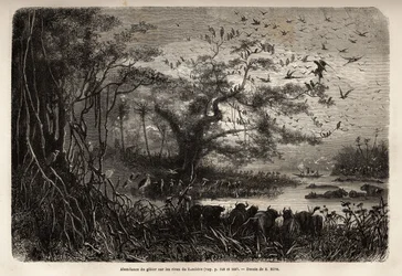 ザンベーズ川のほとりの豊富なゲーム。1840年から1856年にかけて行われたリビングストン博士の南部アフリカへの最初の航海を、エドゥアール・シャルトンの指導のもとに出版された「Le tour du monde, nouveau journal des voyages」に掲載されたエングレーヴィング。