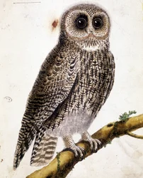 フクロウです。19世紀に描かれた彫刻。