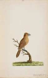 Bird, possibly a species of Flycatcher.Not yet identified, perhaps a type of long-tailed Silky-Flycatcher, 
