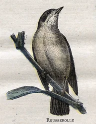 農業に役立つ鳥。Rousserolle