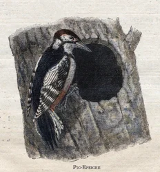農業に役立つ鳥ウッドペッカー