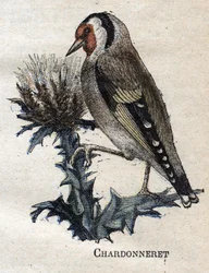 農業に役立つ鳥シャルドネレ
