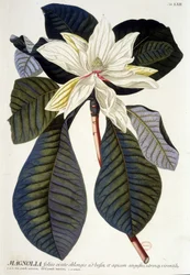 ボタニカルボード。マグノリア、花と枝 n.d. 19世紀