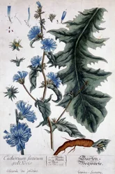 植物板：cichorium factivum velseris（chicoree of gardens）。