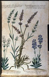ボタニカルボード：トゥルー・ラベンダー（Lavandula angustifolia）、アスピック・ラベンダー（Lavandula latifolia）。