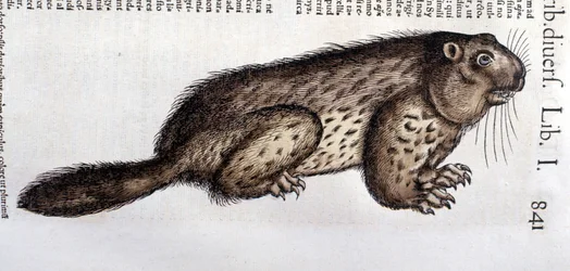 Castor - Conrad Gesner (1516 - 1565) の「Historia Animalium」では、Tiguri。