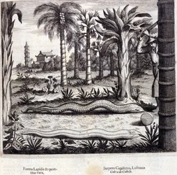 インドのコブラと毒蛇。アタナシウス・キルヒャー（1601～1680）の "De China Monumenta "は、イエズス会、東洋学者、ドイツ人学者で、アムステルダムで1667年に出版されました。