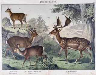 Diche, suede - "Natural histories of mammals", ed.シュライバー