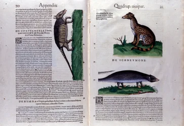 コンラッド・ゲスナー(1516-1565)の『動物史』の二重ページ、ティグリ。