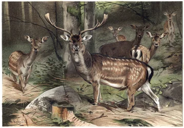 アルフレッド・エドモンド・ブレム（1829-1884）の「ブレムの動物誌」に掲載されている彫刻。