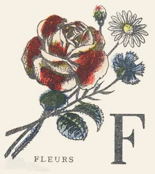 F：花