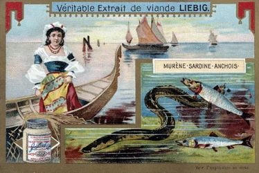 漁船と魚（ウツボ、イワシ、カタクチイワシ） - Chromo.Liébig, v.1900