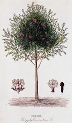 ジロフス（Caryophyllus aromaticus