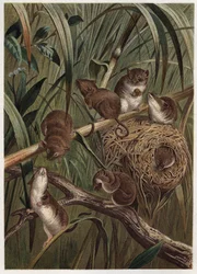 アルフレッド・エドモンド・ブレム（1829-1884）の「ブレムの動物誌」に掲載された写真。