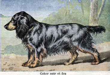 狩猟犬。ブラックコーカーとファイヤー
