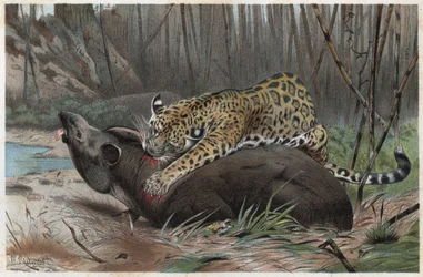 ジャガー（Panthera onca） - アルフレッド・エドモンド・ブレム（1829-1884）の「ブレムの動物の生活」からの版画