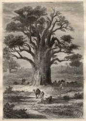 フレデリック・コンラッド（コンラッド）・ホーネマン（1772-1801）によるフェザン（リビア）への旅（1798年）：バオバブ - "The Great Mariners of 18th century "から引用したイラスト