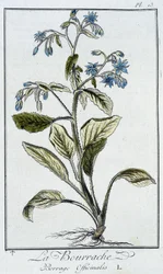 La Bourrache (Borrage Officinalis) - J.C. Philibert著「商人のための植物学演習」（Imprimerie de Crapelet, Paris）に掲載。