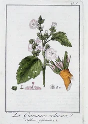 La Marshmallow ordinaire (Althaea Officinalis) - "Exercises de botany à l