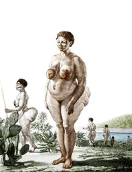 La Venus Hottentote, woman of broad Bochiman (The Hottentot Venus, 1815年の彫刻).
