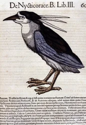 コンラッド・ゲスナー(1516 - 1565)の『Historia Animalium』に登場するハチクイ、Tiguri