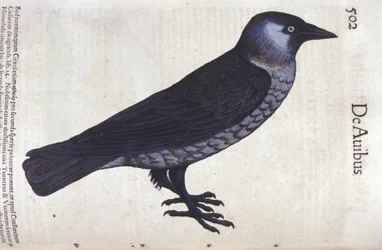 Conrad Gesner (1516 - 1565) の『Historia Animalium』のLa choucas、Tiguri。