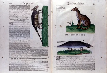 ハクビシン、ハイエナ、マングースは、コンラッド・ゲスナー(1516 - 1565)の『Historia Animalium』では、Tiguri