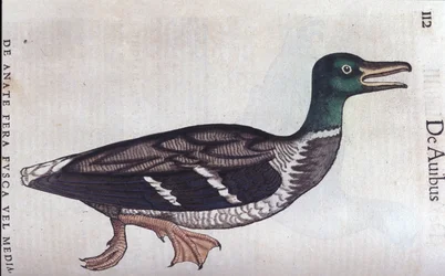 コンラッド・ゲスナー（1516-1565）の『Historia Animalium』に登場するデュカード・スシェ、ティグリ