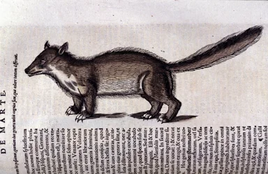 コンラッド・ゲスナー（1516 - 1565）の『Historia Animalium』に登場するテン（またはテン）、Tiguri
