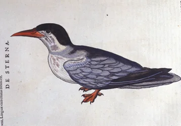 La tern ou swallow des mers in Historia Animalium de Conrad Gesner (1516 - 1565), Tiguri