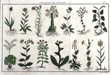 葉の配置：「Flora Françoise（フランスに自生するすべての植物の簡単な説明）」では、新しい分析方法に従って配置されており、医学的にはそれほど不明確ではない美点の引用と、その有用性が紹介されています。
