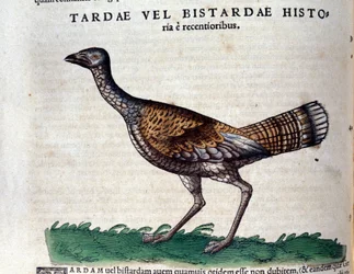 コンラッド・ゲスナー(1516-1565)の『Historia Animalium』に登場するノスリは、ティグリ