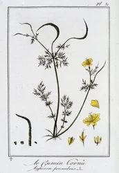 Le Cumin Cornu (Hypecoom procumbens) - J.C. Philibertによる「商人のための植物学演習」（パリ、Imprimerie de Crapelet）の中の1つ。