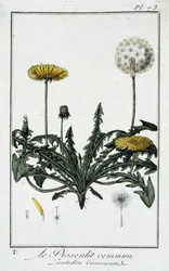 Le Dandelion commun (Leontodon caraxacum) - J.C. Philibert著「Exercises de botany à l