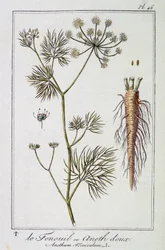 フェンネルまたはスイートディル（Anethum Foeniculum） - J.C.による「商人のための植物学演習」の再編集版。フィリベール、インプリメリー・ド・クラペレ、パリ