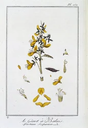 Le Genet a Broom (Spartium Scoparium) - J.C. Philibertによる「商人のための植物学演習」（パリ、クラプレ社）に掲載。