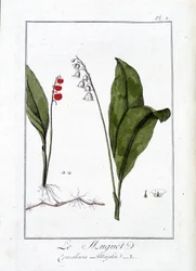 Le Thrush (Convallaria Majalis) - J.C. Philibert著「Exercises de botany à l