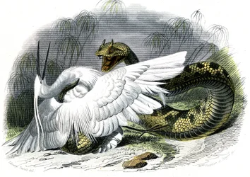 セラスト（Vipera cerastes） - ベルナール・ジェルマン・ド・ラセペド（1856-1925）著『博物誌』より、P.Furme版、パリ。