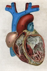 Le coeur.in "The new natural medication" by F.E. Bilz.1898.