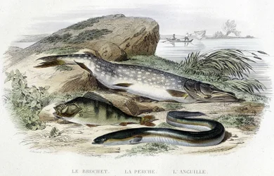 カワカマス、スズキ、ウナギ......Lacépèdeの "Histoire naturelle "T.II, ed. Furne et Cie, Parisに掲載されています。