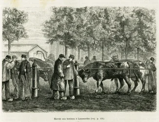 Leeuwarden（オランダ）での家畜の散歩。エドワード・シャルトン（1807-1890）が監督した「le tour du monde 1886」に掲載されたオランダの新聞記事をもとにした物語「La Frise」を説明するためのエングレーヴィング（Hachette, Paris）。